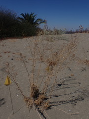 Erysimum capitatum angustatum