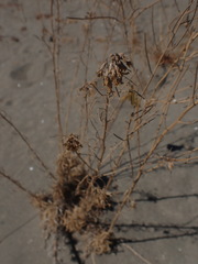 Erysimum capitatum angustatum