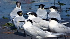 Thalasseus sandvicensis