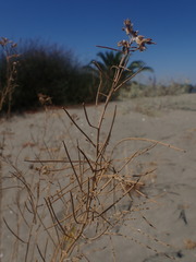 Erysimum capitatum angustatum