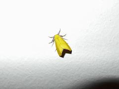 Drepanogynis cambogiaria