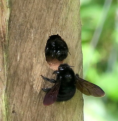 Xylocopa lachnea