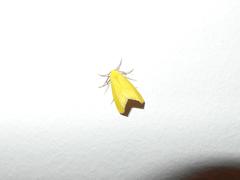 Drepanogynis cambogiaria