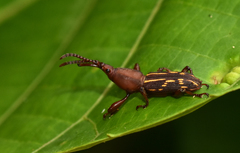 Estenorhinus