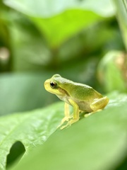 Hyla japonica