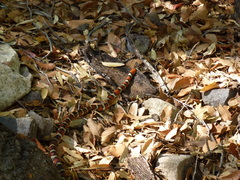 Lampropeltis knoblochi