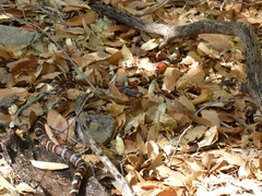 Lampropeltis knoblochi