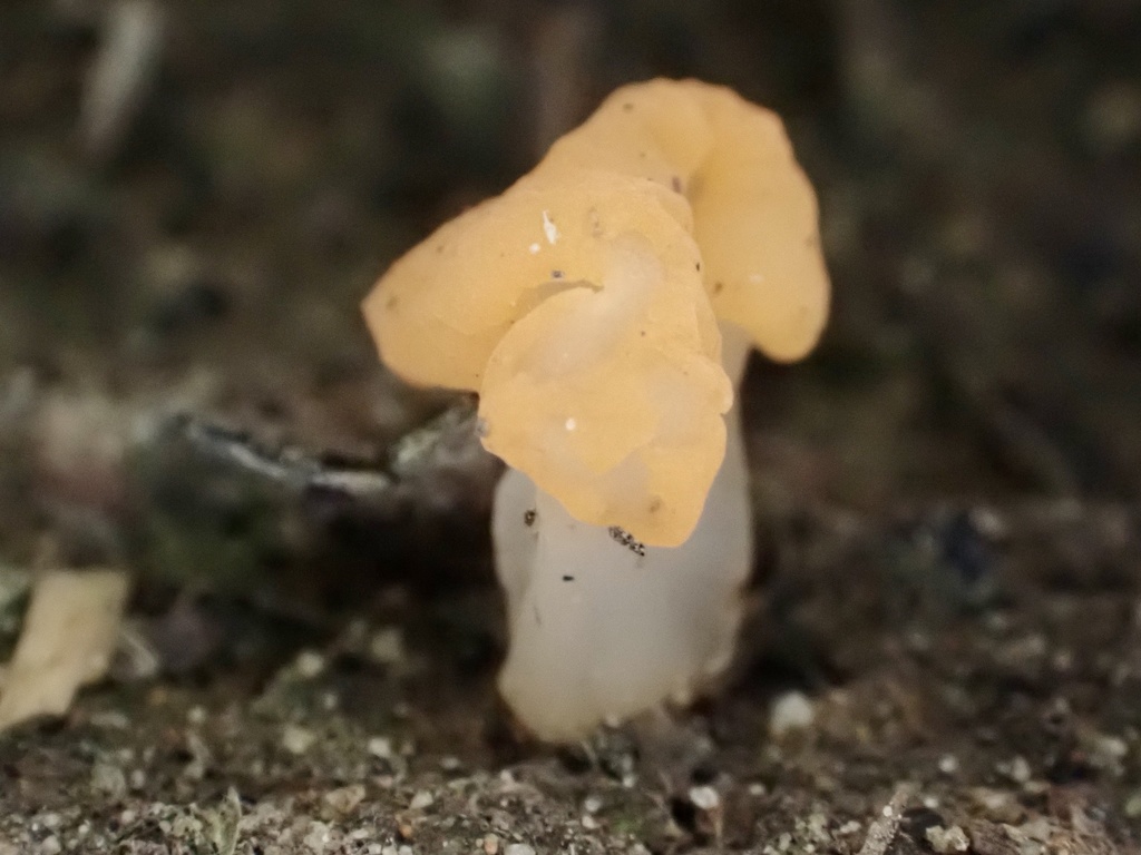 Dacryopinax lowyi