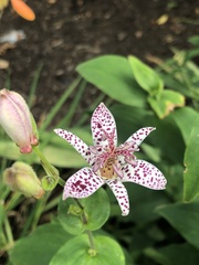 Tricyrtis hirta