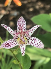 Tricyrtis hirta