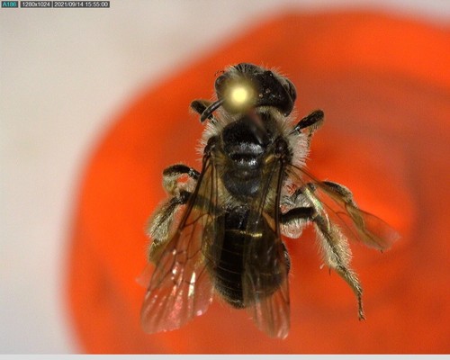 iNaturalist observation photo of W-labrum Miner