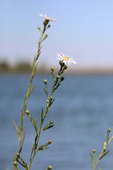 Symphyotrichum lentum