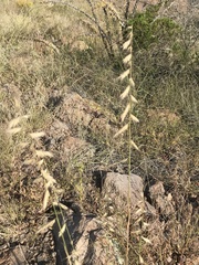 Bouteloua radicosa