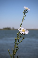 Symphyotrichum lentum