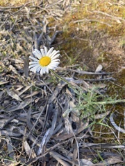 Brachyscome diversifolia