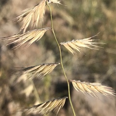 Bouteloua radicosa