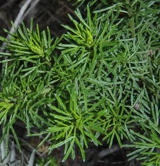 Psoralea vanberkelae