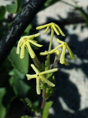 Lyperia