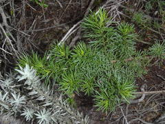 Psoralea vanberkelae