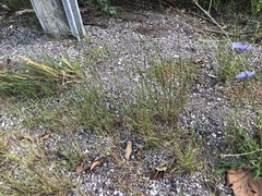 Sporobolus neglectus