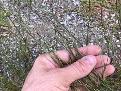 Sporobolus neglectus