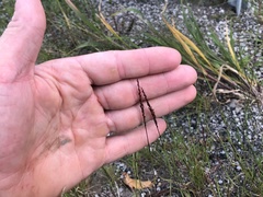 Sporobolus neglectus