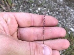 Sporobolus neglectus
