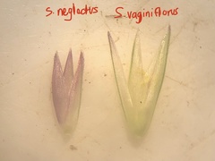 Sporobolus neglectus