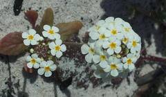 Manulea altissima altissima