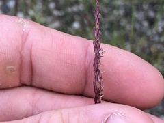 Sporobolus neglectus