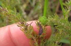 Aspalathus asparagoides asparagoides