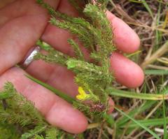 Aspalathus asparagoides asparagoides