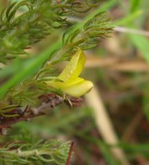 Aspalathus asparagoides asparagoides
