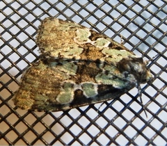 Leuconycta lepidula