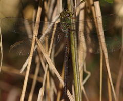 Gynacantha usambarica