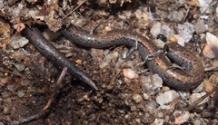 Batrachoseps gavilanensis