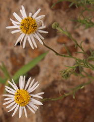 Felicia muricata muricata