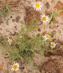Felicia muricata muricata
