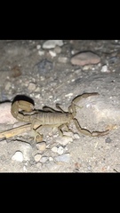 Paravaejovis confusus