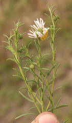 Felicia muricata muricata