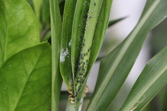 Rhopalosiphum maidis