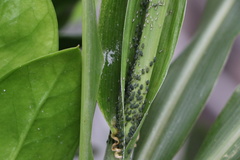 Rhopalosiphum maidis