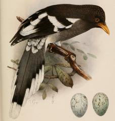 White-Winged Magpie photo 3