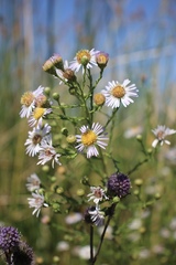 Symphyotrichum lentum