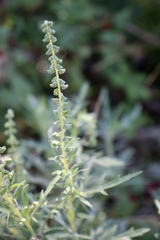 Ambrosia psilostachya