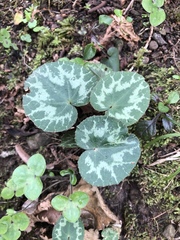 Cyclamen purpurascens purpurascens