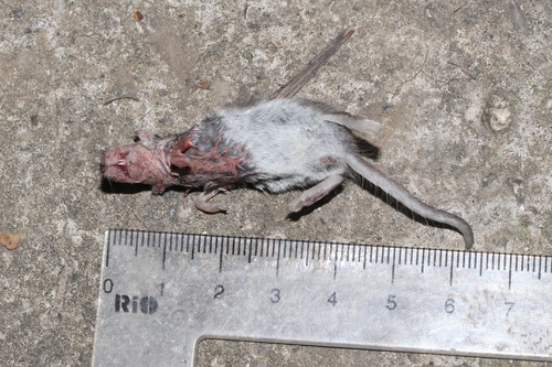 Lesser White-toothed Shrew