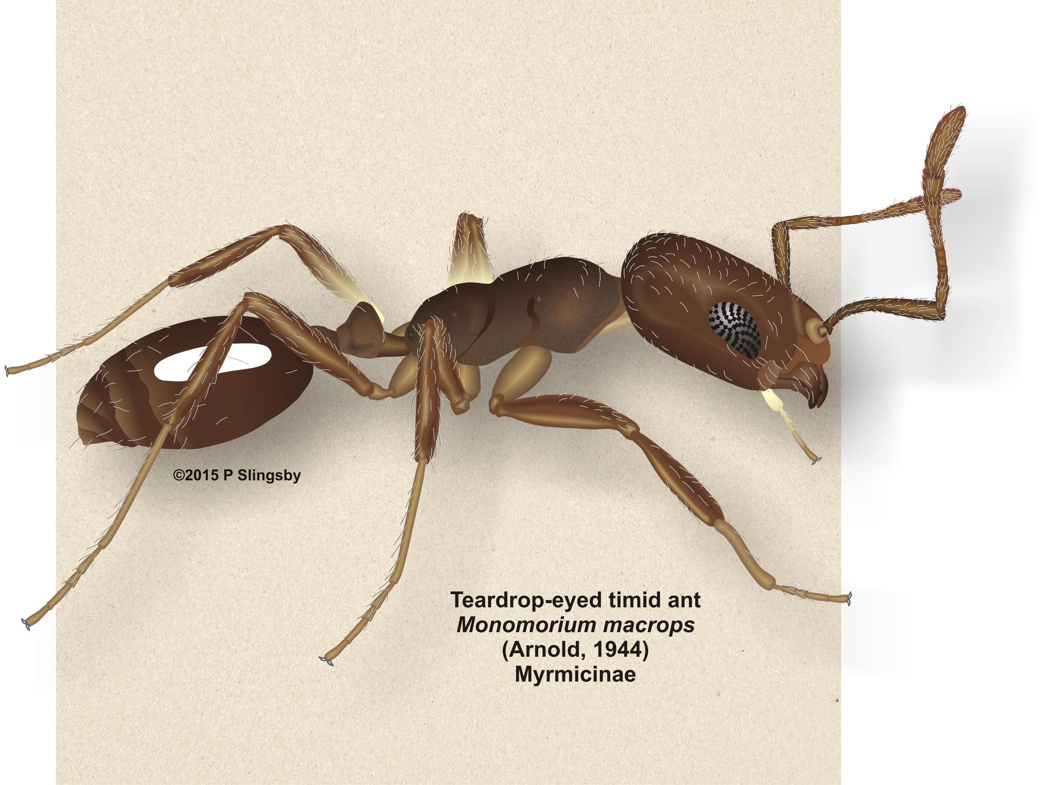 Monomorium macrops