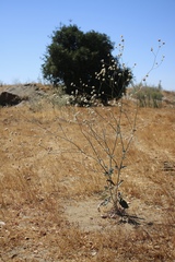 Eriogonum nudum psychicola