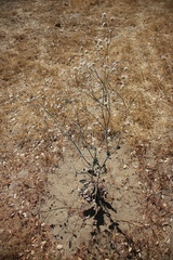 Eriogonum nudum psychicola